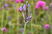 Lavandula multifida