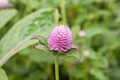 Gomphrena globosa