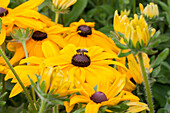 Rudbeckia hirta 'Indian Summer'