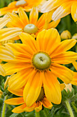 Rudbeckia hirta 'Prairie Sun'