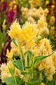 Celosia argentea var. plumosa 'Sparkler Cream' (German)