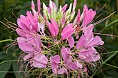 Cleome spinosa