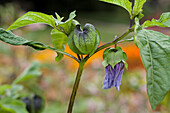 Nicandra physalodes Poison Berry