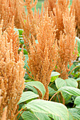 Amaranthus hypochondriacus