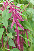 Amaranthus caudatus 'Pony Tails Mixed'