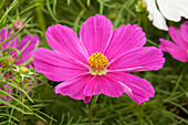 Cosmos bipinnatus Cosmix