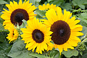 Helianthus annuus 'Micro Sun'