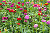 Flower meadow (Zinnia)