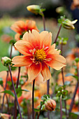 Dahlia 'Esther