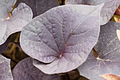 Ipomoea batatas 'Black Heart Papas