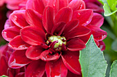 Dahlia LaBella® Grande Purple