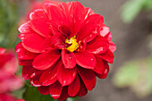 Dahlia LaBella® Grande Red