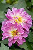 Dahlia LaBella® Grande Rose