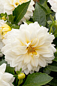 Dahlia LaBella® Grande White