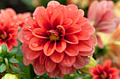 Dahlia 'Starlias' Orange Splash