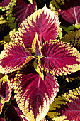 Coleus blumei 'Kong' Scarlet