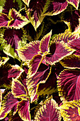 Coleus blumei 'Kong' Scarlet