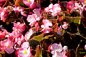 Begonia semperflorens 'Rose Bicolour