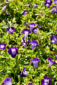 Torenia hybrida Coolaris Dark Blue