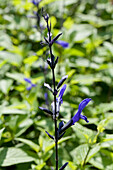 Salvia guaranitica Black & Blue