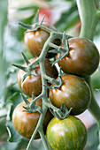 Solanum lycopersicum Cocktail Zebra