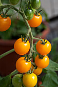 Solanum lycopersicum Golden Pearl F1