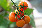 Solanum lycopersicum 'Sungold F1'