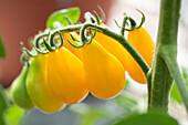 Solanum lycopersicum Ildi 