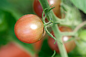 Solanum lycopersicum 'Limetto'