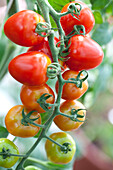 Solanum lycopersicum Gardenberry