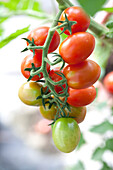 Solanum lycopersicum Lipso F1