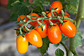 Solanum lycopersicum Orange Fizz F1