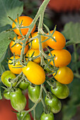 Solanum lycopersicum Panchito (Golden Santa)