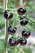Solanum lycopersicum Indigo Blue Berries 
