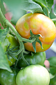 Solanum lycopersicum Big Red F1 