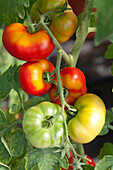 Solanum lycopersicum Rice Tomato Organic