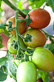Solanum lycopersicum Romana F1