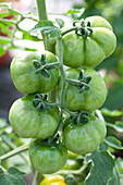 Solanum lycopersicum 'Yellow Stuffer'