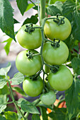 Solanum lycopersicum Premio F1 