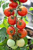 Solanum lycopersicum Red Fruit