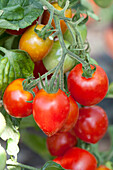 Solanum lycopersicum var. cerasiforme Heartbreaker™Vallery