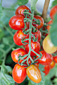 Solanum lycopersicum Romello