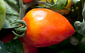 Solanum lycopersicum Sweet Valentine
