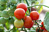 Solanum lycopersicum Terenzo