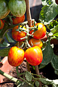 Solanum lycopersicum Firecracker