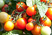 Solanum lycopersicum Sturdy-Jo