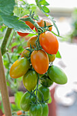 Solanum lycopersicum Essential