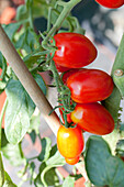 Solanum lycopersicum Monterrey