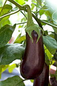 Solanum melongena Baluroi