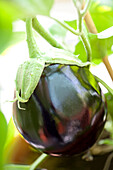 Solanum melongena Black King